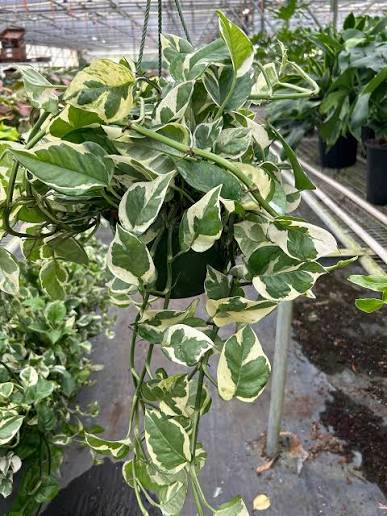 Pothos N-Joy