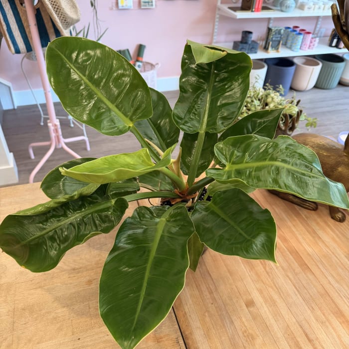 Moonlight Philodendron