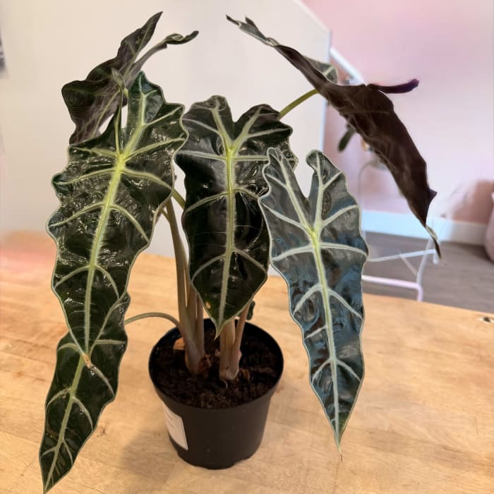 African Mask Alocasia
