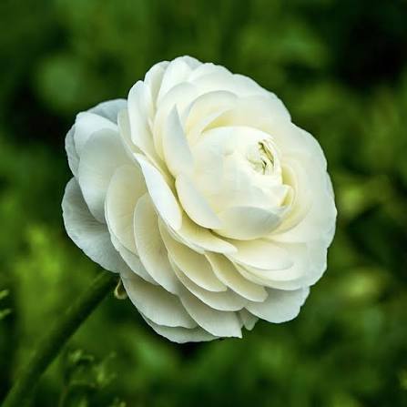 Ranunculus