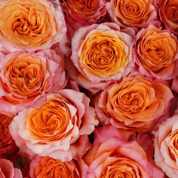 Orange Roses