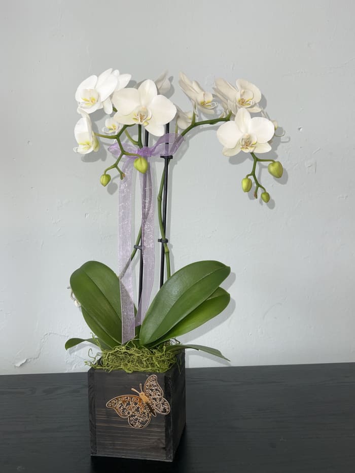 Small Beautiful White Orchid
