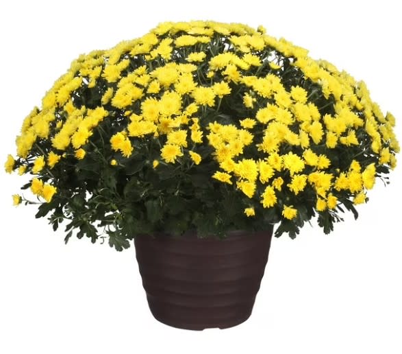 Fall Mums