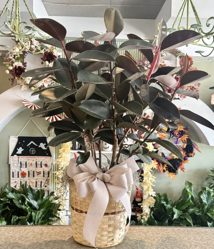 10" Ficus Rubber Burgundy Bush