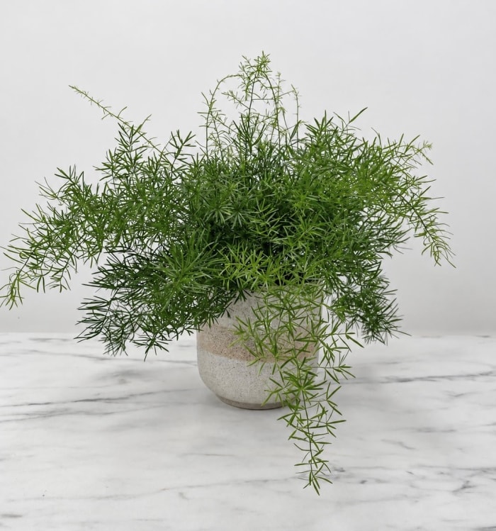 Asparagus Fern 6"