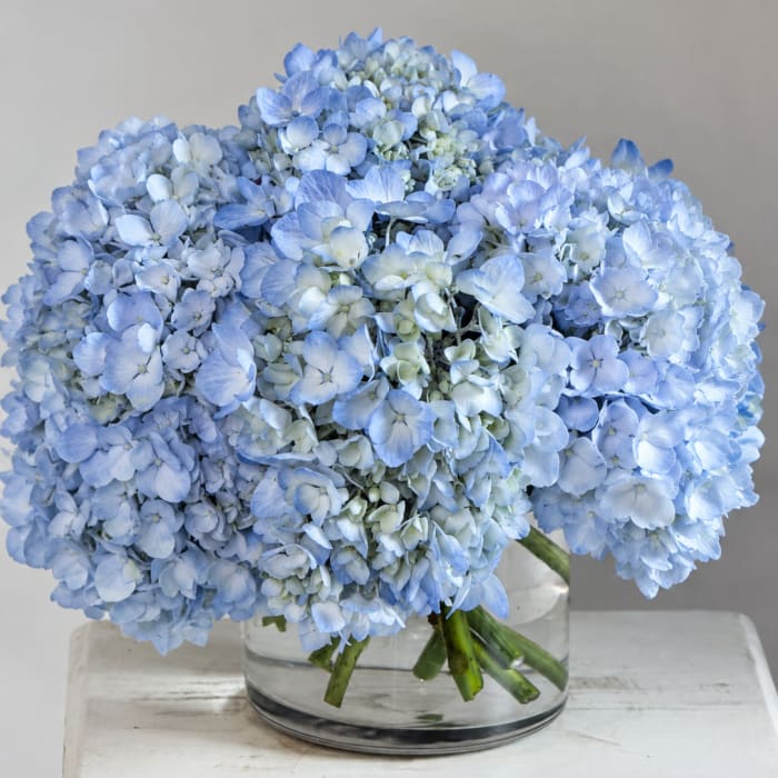 Classic Blue Hydrangea (Available Only until SAT 26/26)