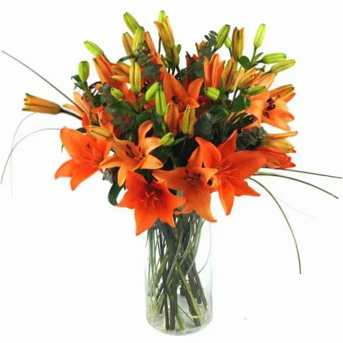 ORANGE BLISS