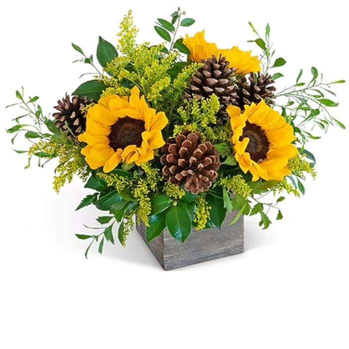 Harvest Sunburst
