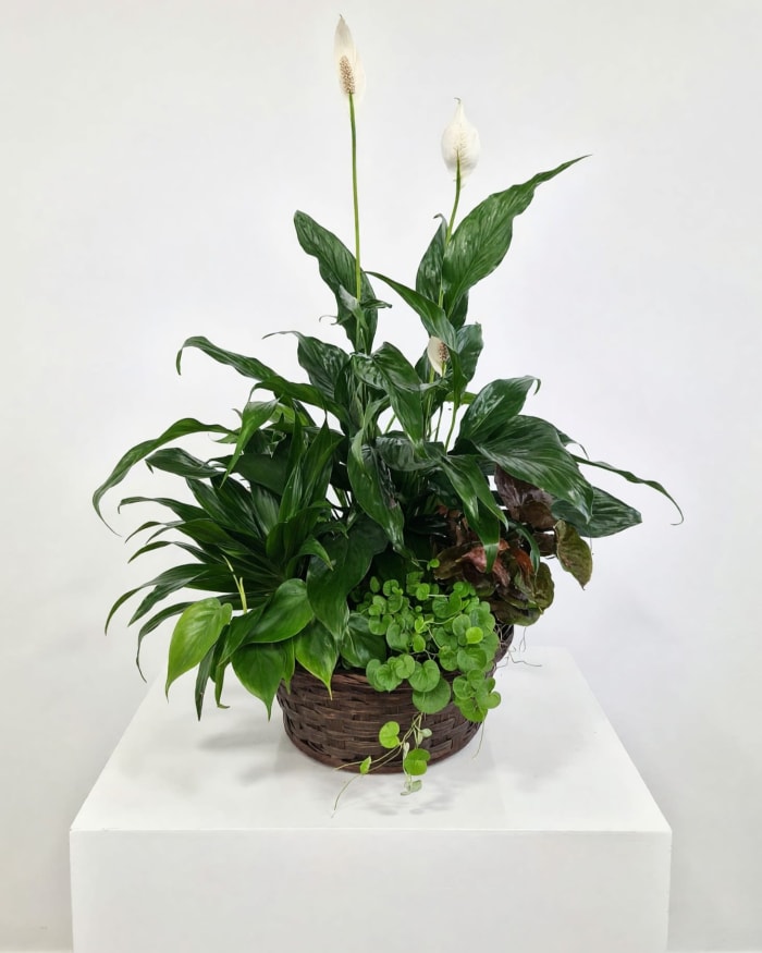 Lush Planter Basket