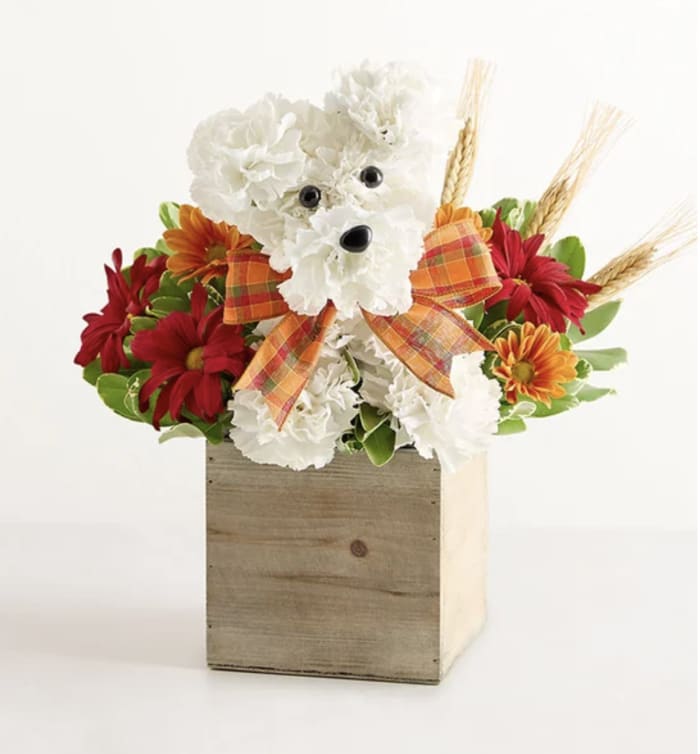 a-DOG-able for Fall