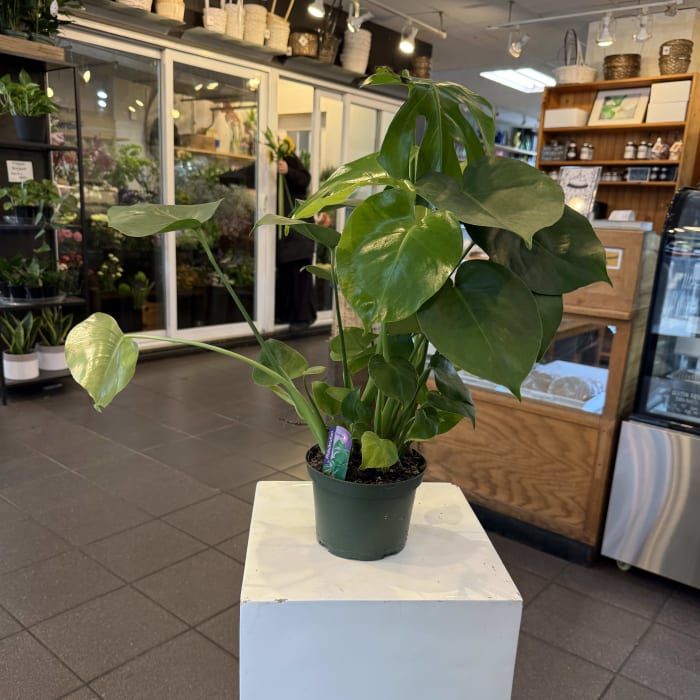 Monstera