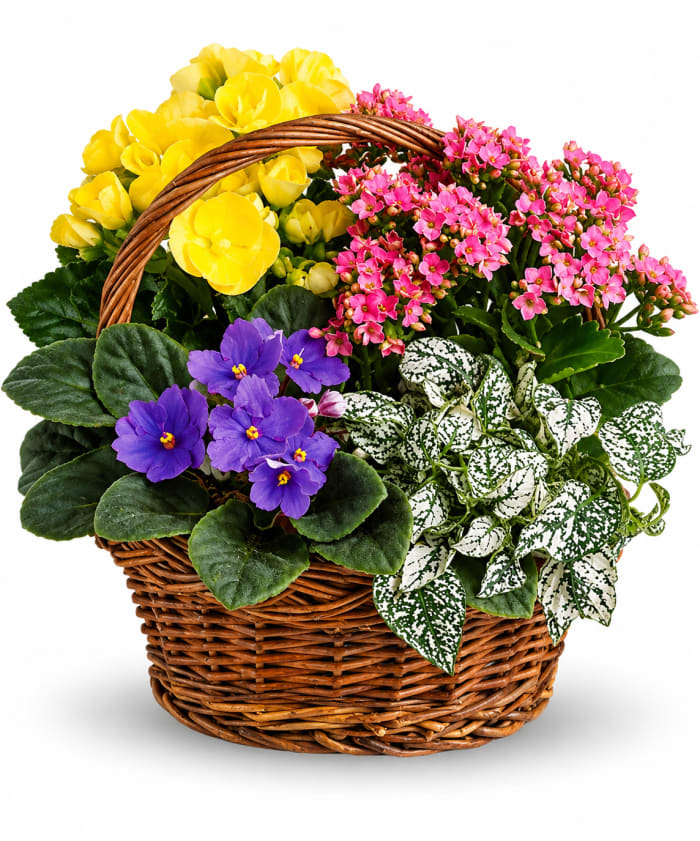 Spring Has Sprung Mixed Basket