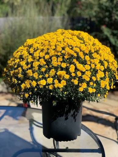 Fall Mum = Yellow