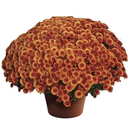 Potted Bronze Mum