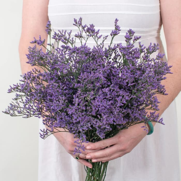 Limonium