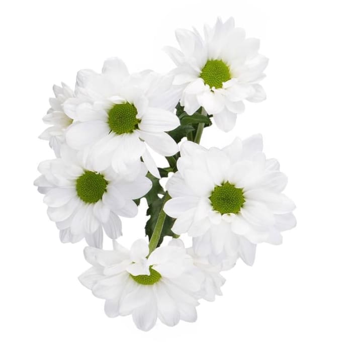 Daisy
