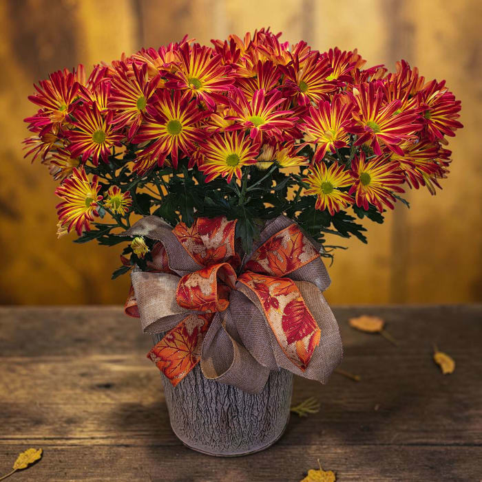 6" Chrysanthemum Plant in decorative metal container