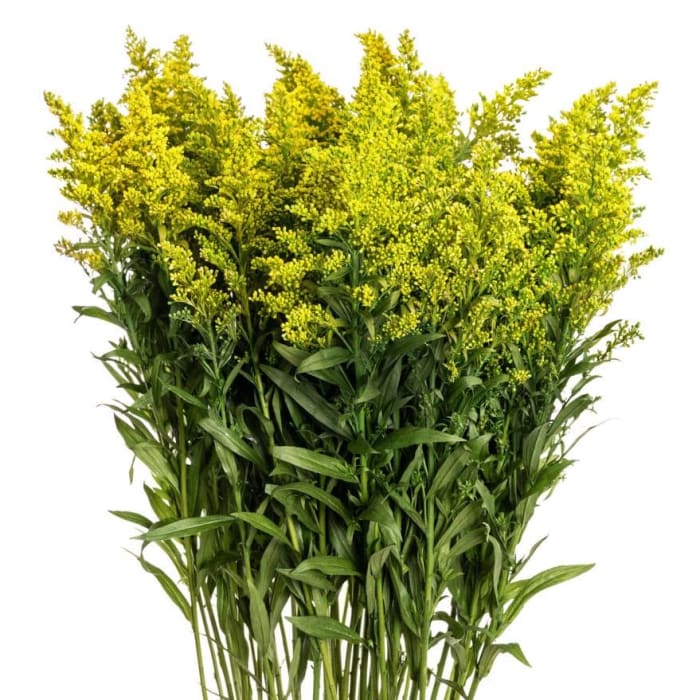 Solidago