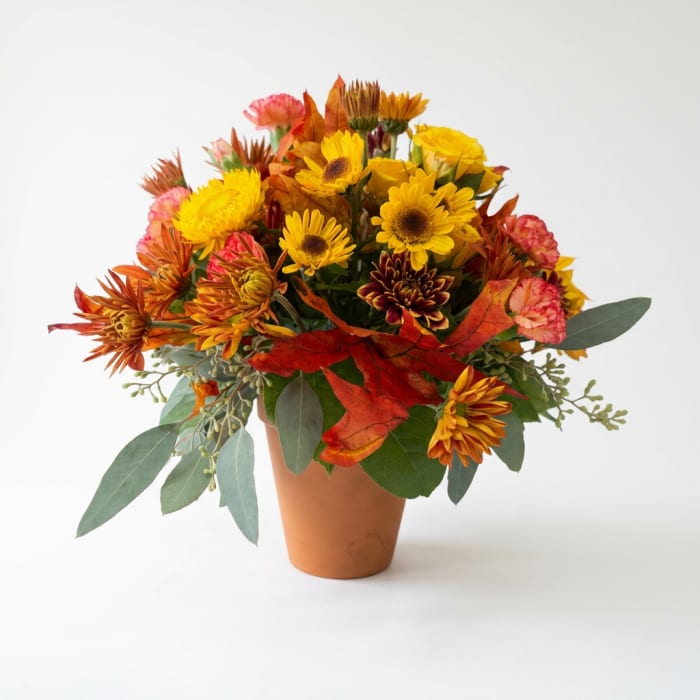 Terracotta Harvest