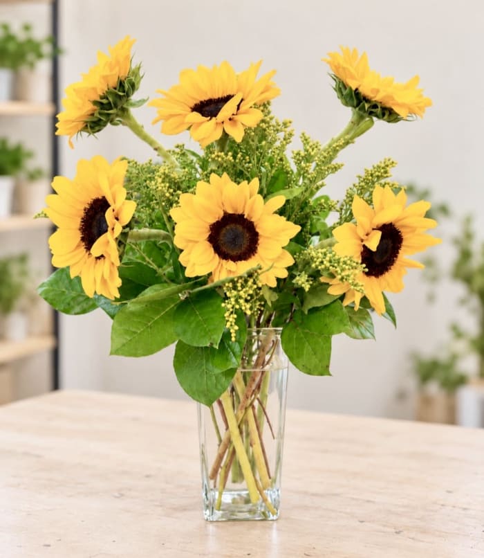 Sunshine Sun Flowers