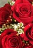 Red Rose Boutonniere