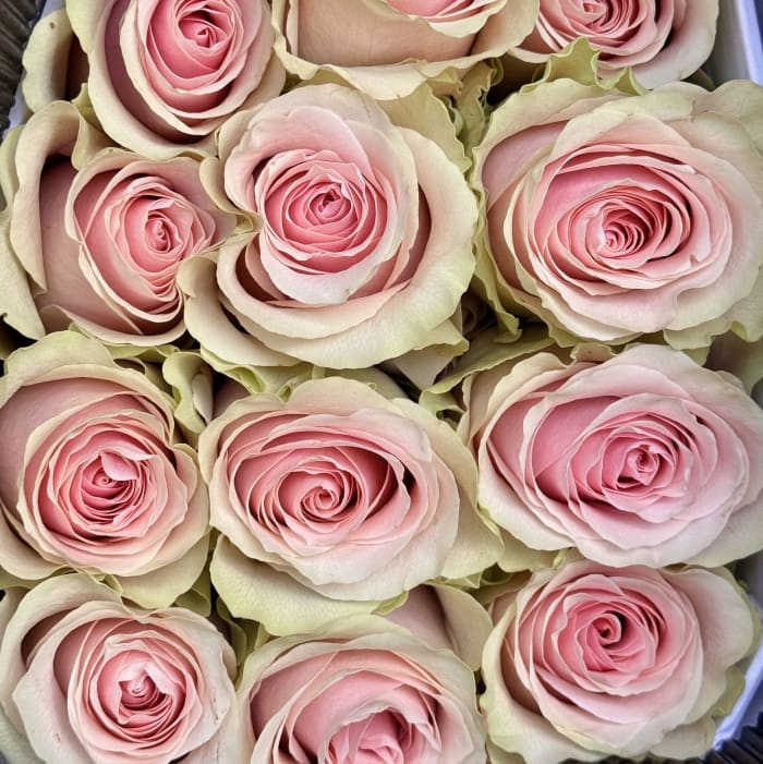Pink Roses Light Frutteto