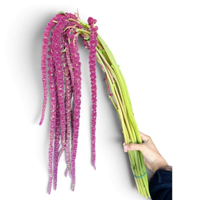 Amaranthus