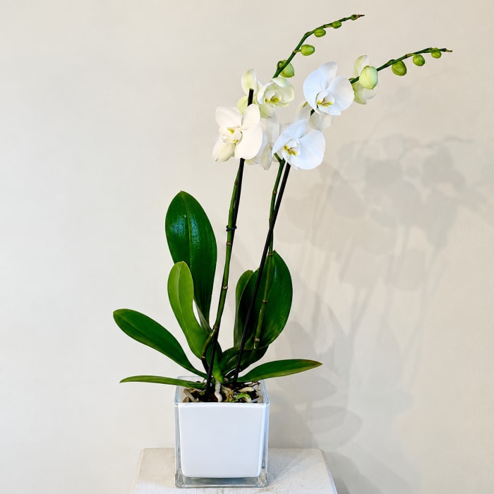 Orchid
