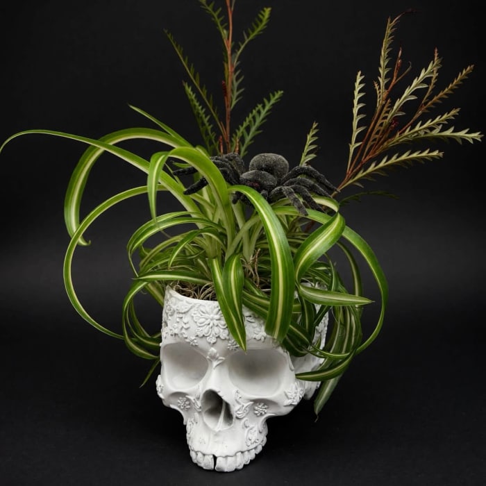 Spidery Plant
