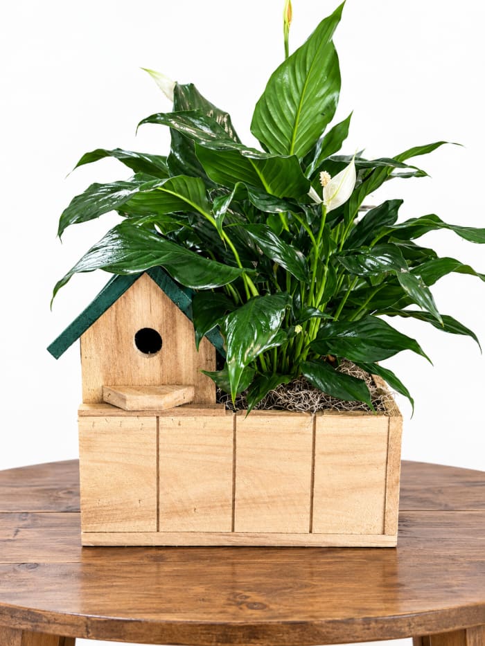 Bird House Planter