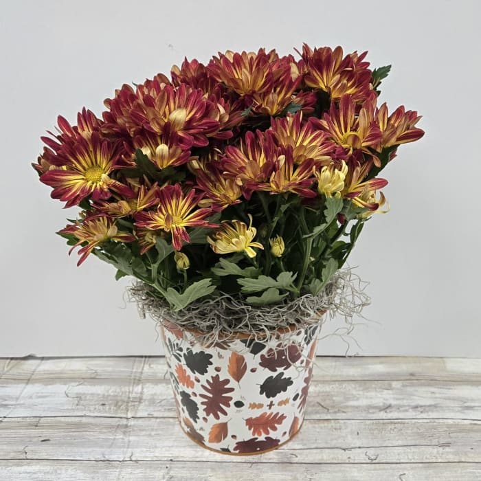 Pelee Mum