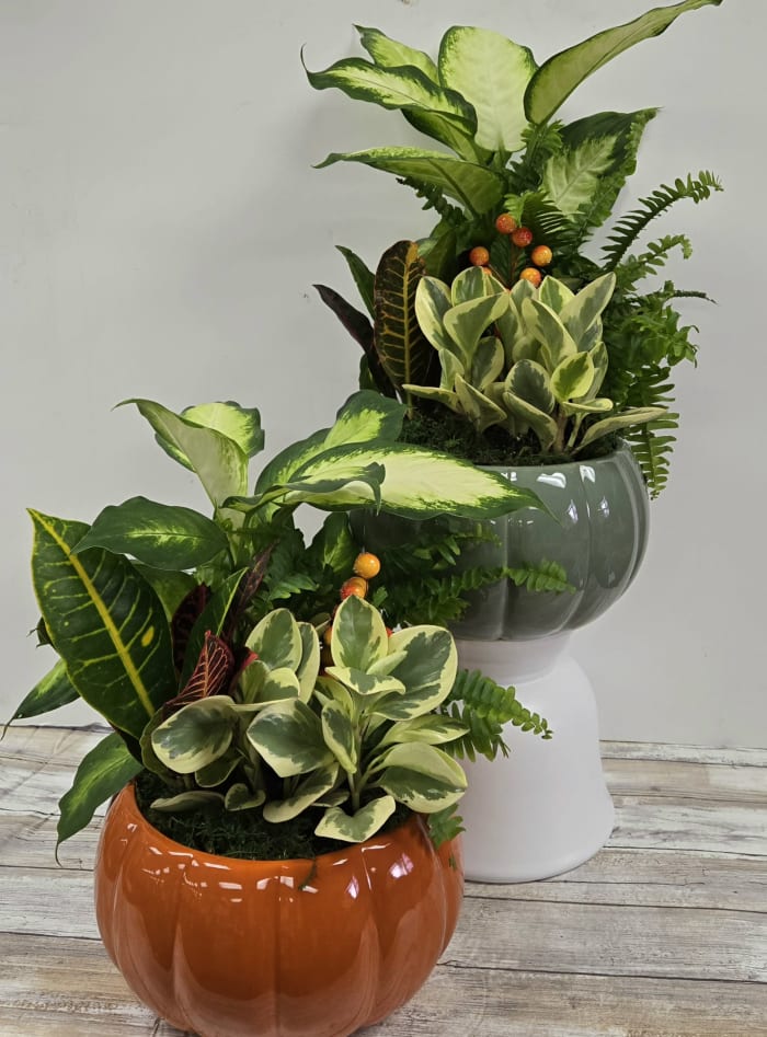 Fall Dish Garden