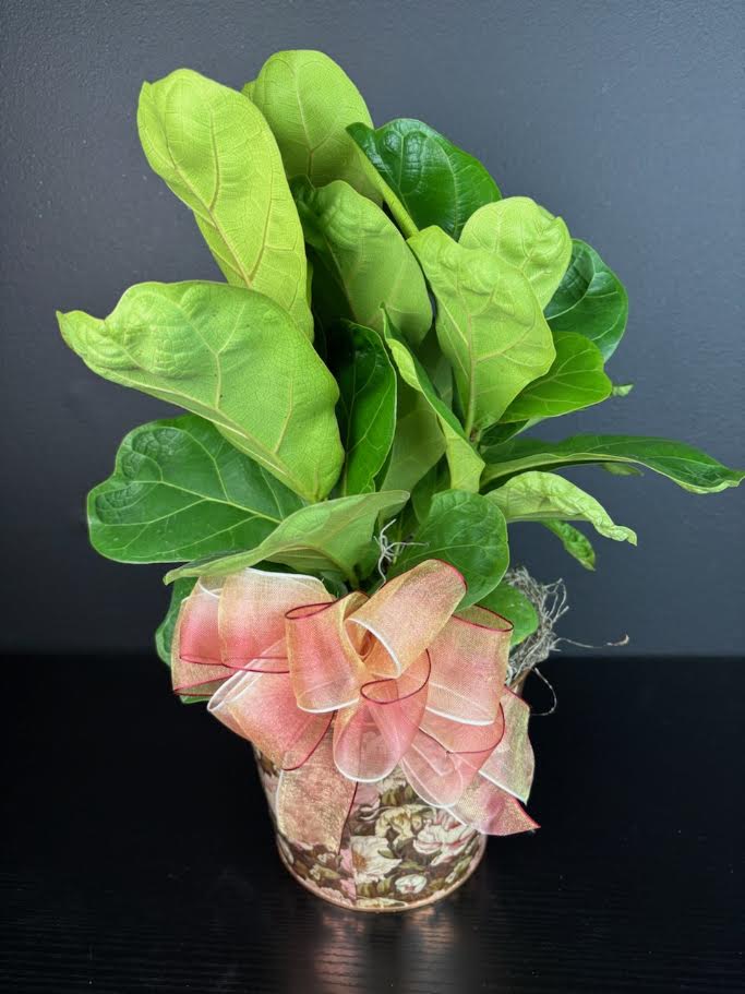 Fiddle Fig Plant