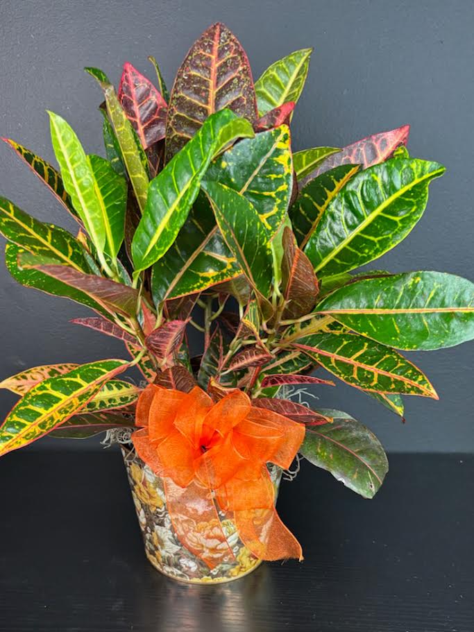 Croton Plant