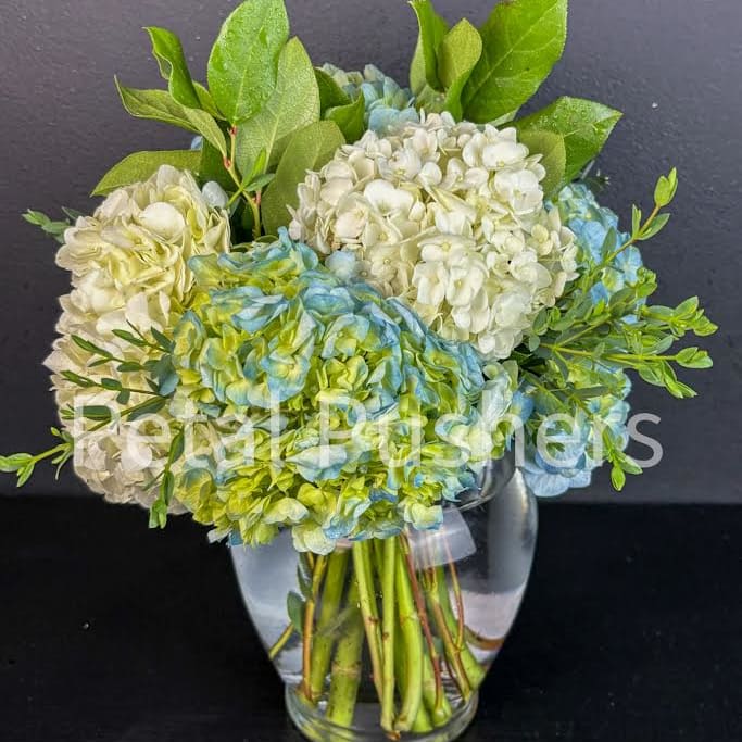 Hydrangea Galore