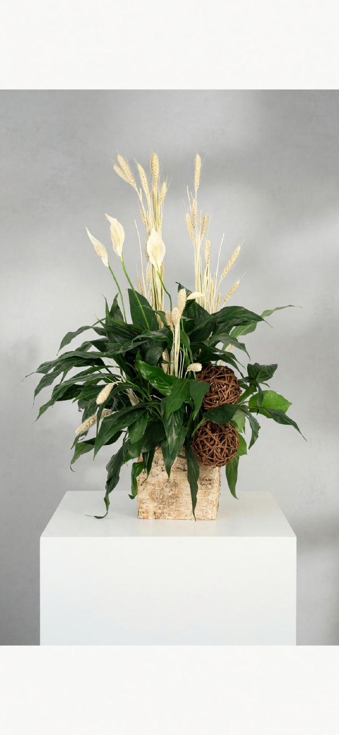 Genn H Peace and Comfort Lily