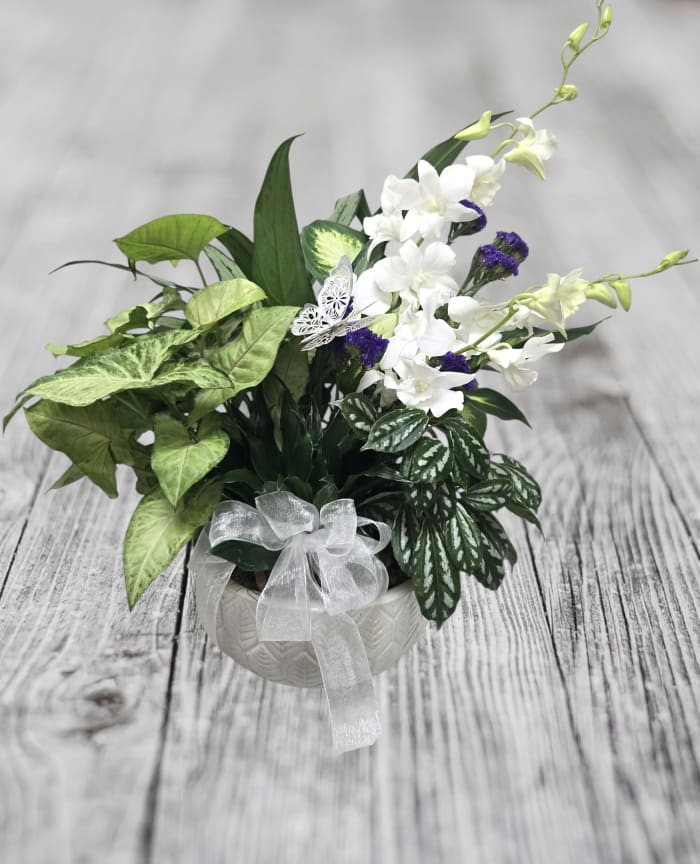 White Orchid Dish Garden