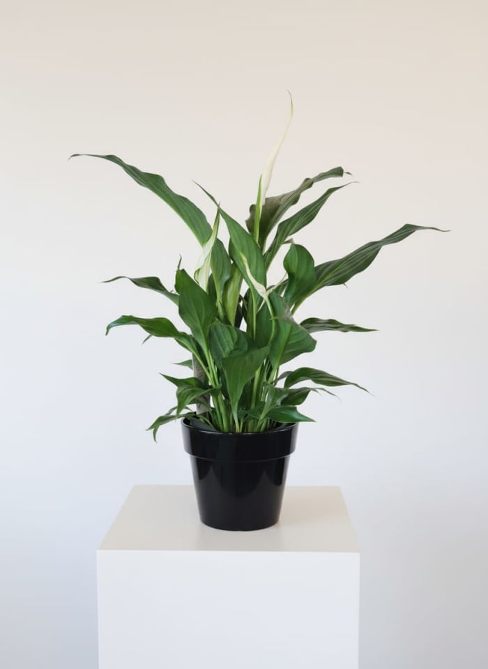 Peace & Harmony Peace Lily