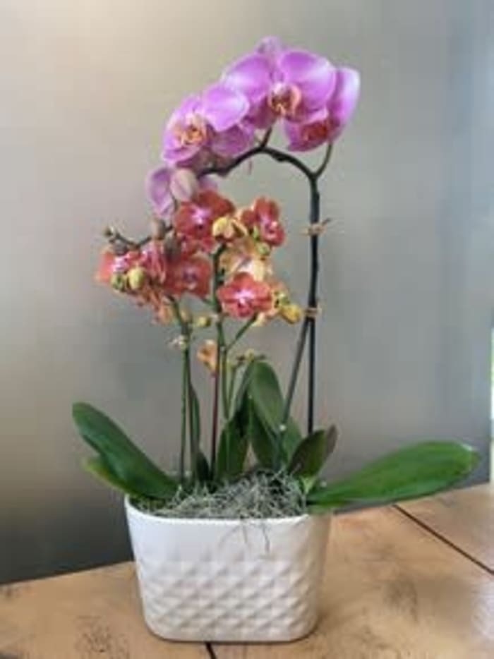 Daylily' Double Orchid Planter Flower Delivery Grand Rapids MI