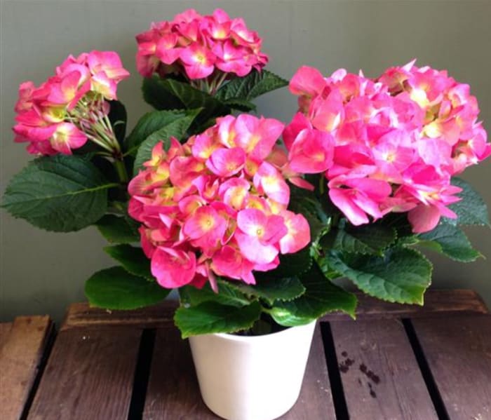 Hydrangea Plant (Sold Out) Flower Delivery West Roxbury Massachusetts