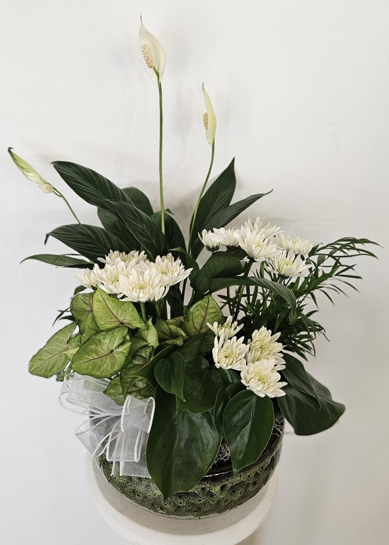 sympathy dish garden delivery to Cota Funeral Home North Reading MA