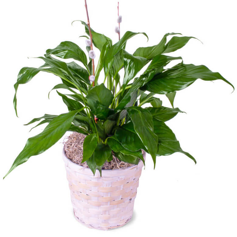 Sympathy Peace Lily