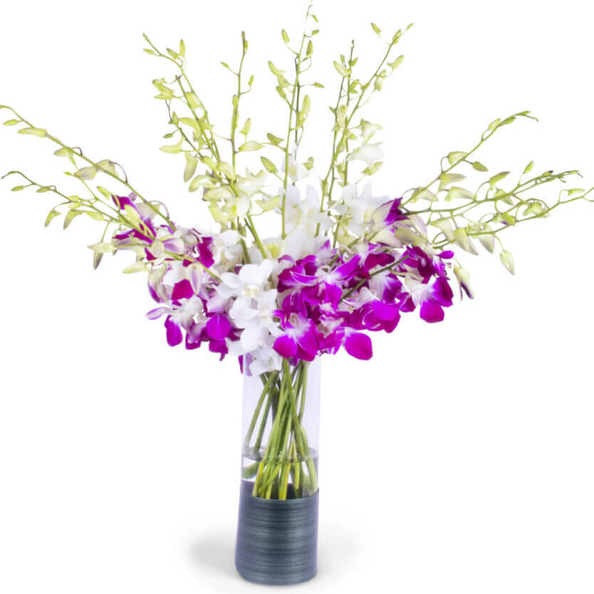 Purple & White Orchid Elegance