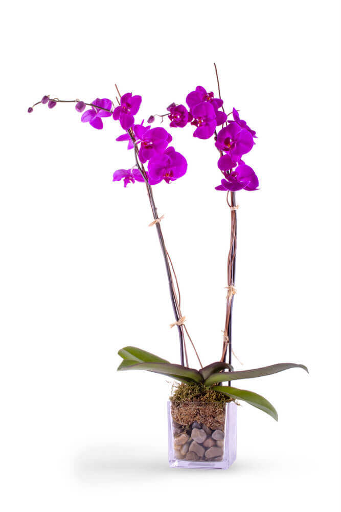 Imperial Purple Orchid Flower Bouquet