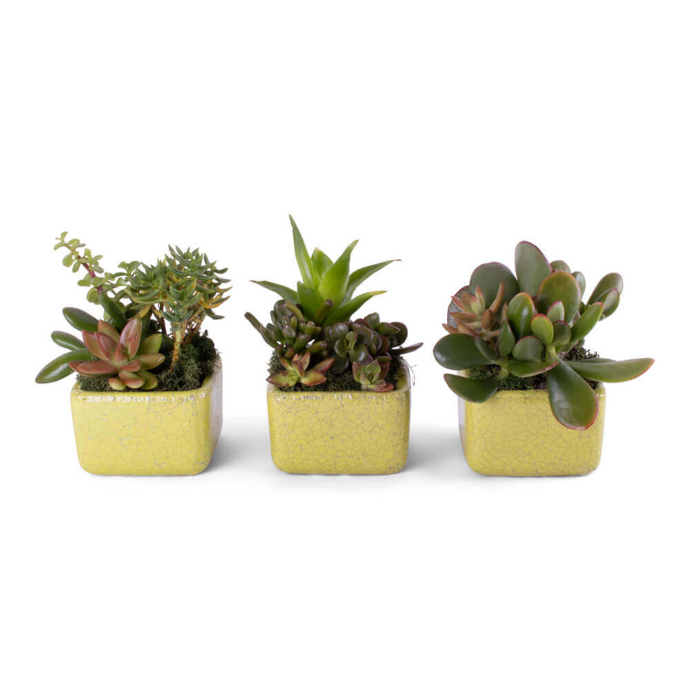 Succulents Flower Bouquet