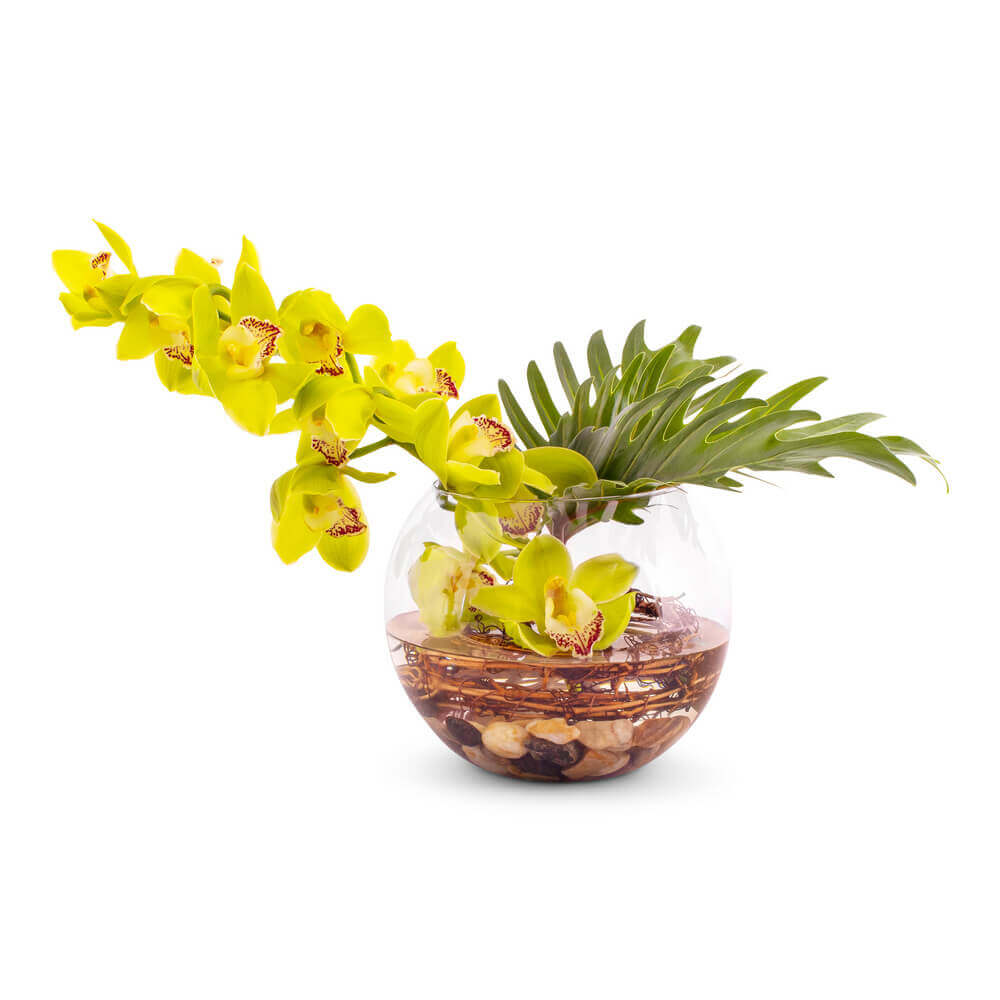 Jade Cymbidium Orchid Arrangement