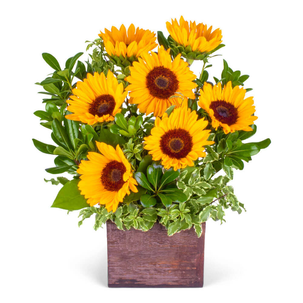 Fields of Sunflowers!