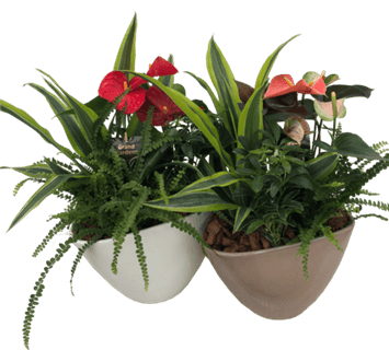 Anthurium Planter