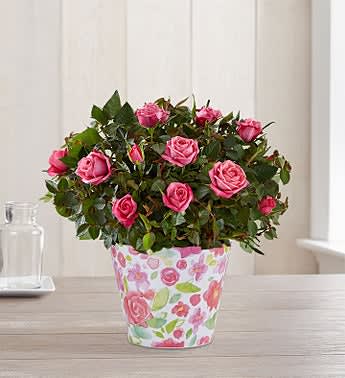 Budding Pink Rose
