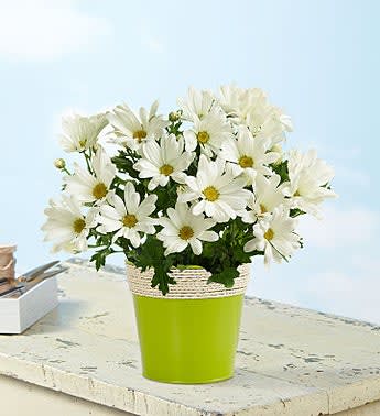 White Daisy Mum
 Flower Bouquet